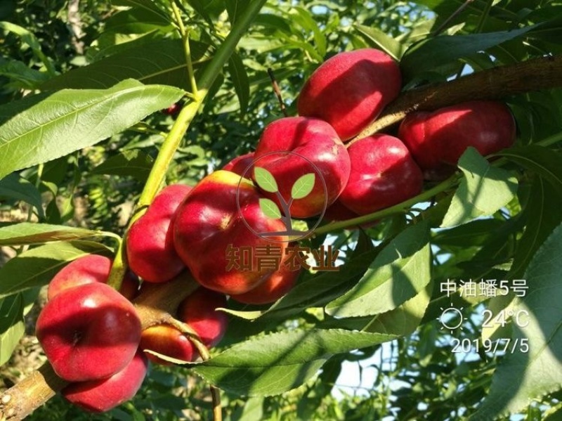 油蟠桃树苗嫁接苗包成活包结果支持技术指导可签合同