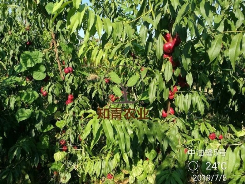 油蟠桃树苗嫁接苗包成活包结果支持技术指导可签合同