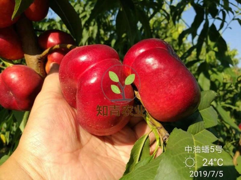 油蟠桃树苗嫁接苗包成活包结果支持技术指导可签合同
