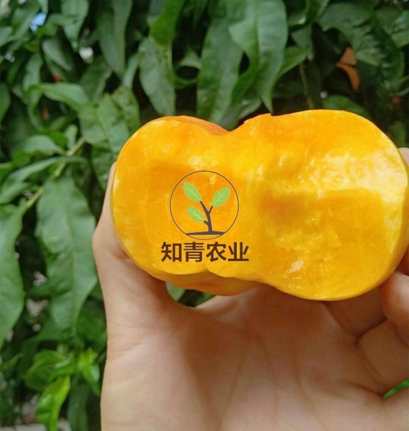 油蟠桃树苗嫁接苗包成活包结果支持技术指导可签合同