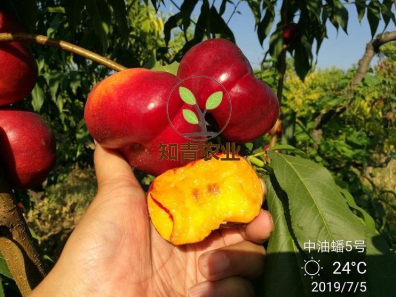 油蟠桃树苗嫁接苗包成活包结果支持技术指导可签合同