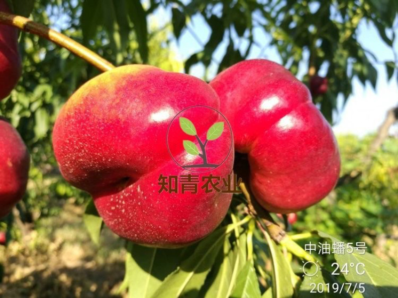油蟠桃树苗嫁接苗包成活包结果支持技术指导可签合同