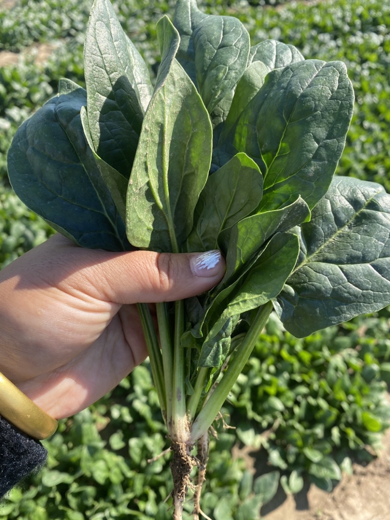 菠菜，精品小菠菜，山东潍坊菠菜，大叶菠菜，火锅小菠菜