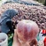 红富士苹果，冰糖心苹果，脆甜爆汁，供应电商，批发零售