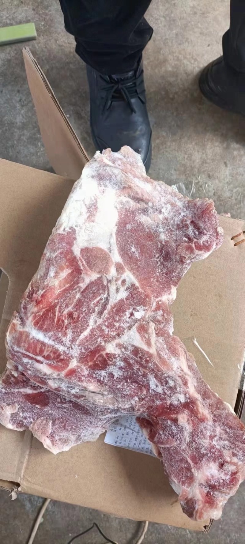 猪胫骨