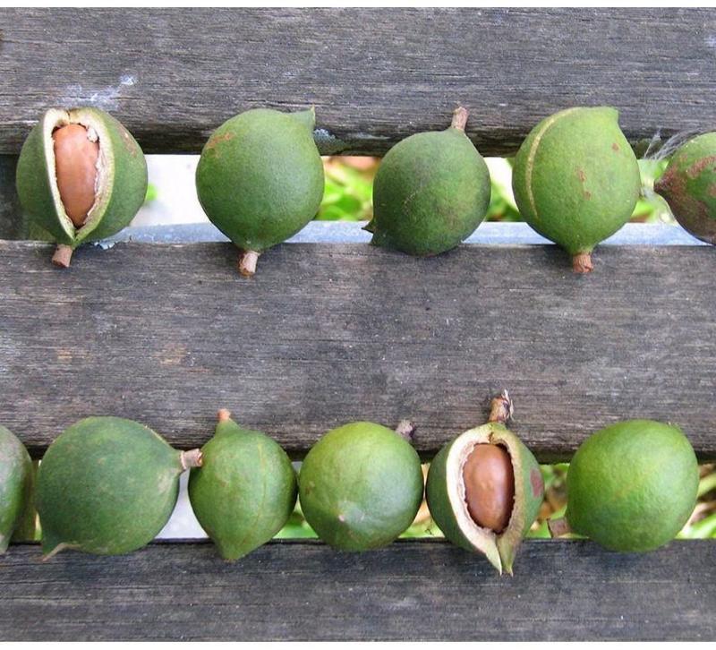 澳洲坚果桂热一号嫁接苗夏威夷果OC多品种坚果