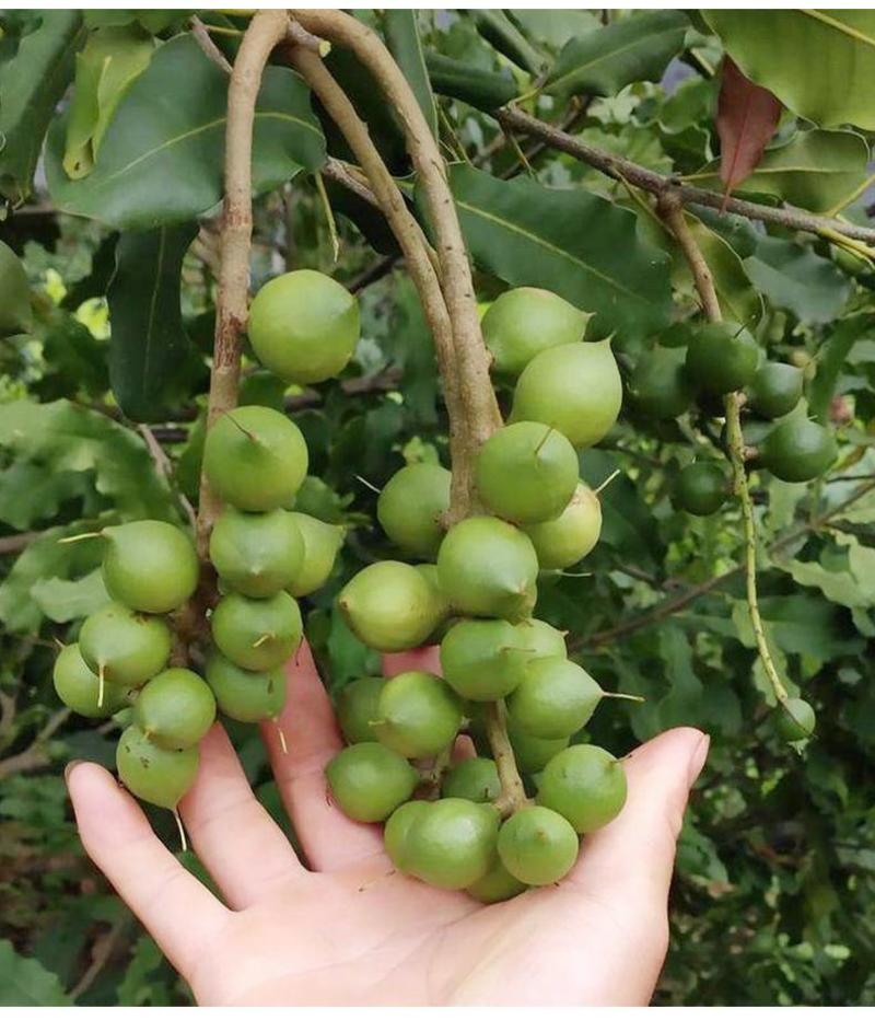 澳洲坚果桂热一号嫁接苗夏威夷果OC多品种坚果