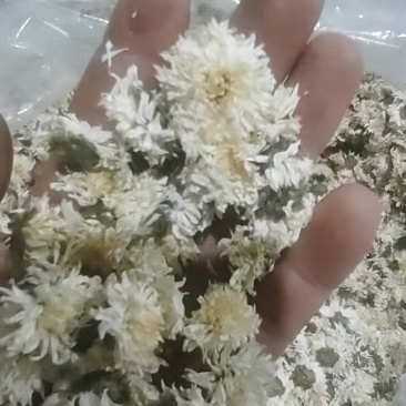 【可视频看货】黄山贡菊菊花茶大量供应全国发货