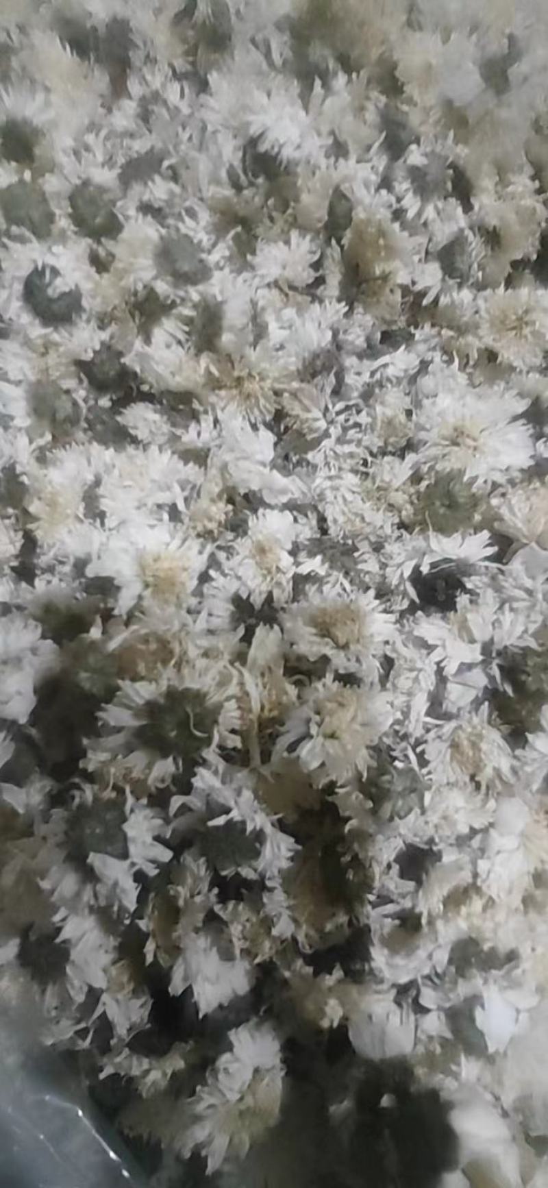 【可视频看货】黄山贡菊菊花茶大量供应全国发货