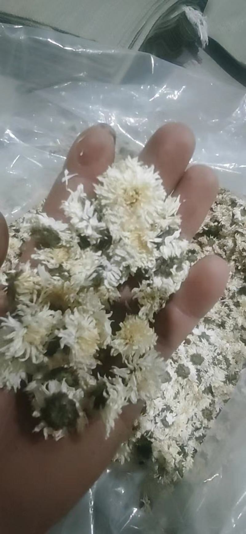 【可视频看货】黄山贡菊菊花茶大量供应全国发货
