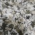 【可视频看货】黄山贡菊菊花茶大量供应全国发货