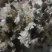【可视频看货】黄山贡菊菊花茶大量供应全国发货