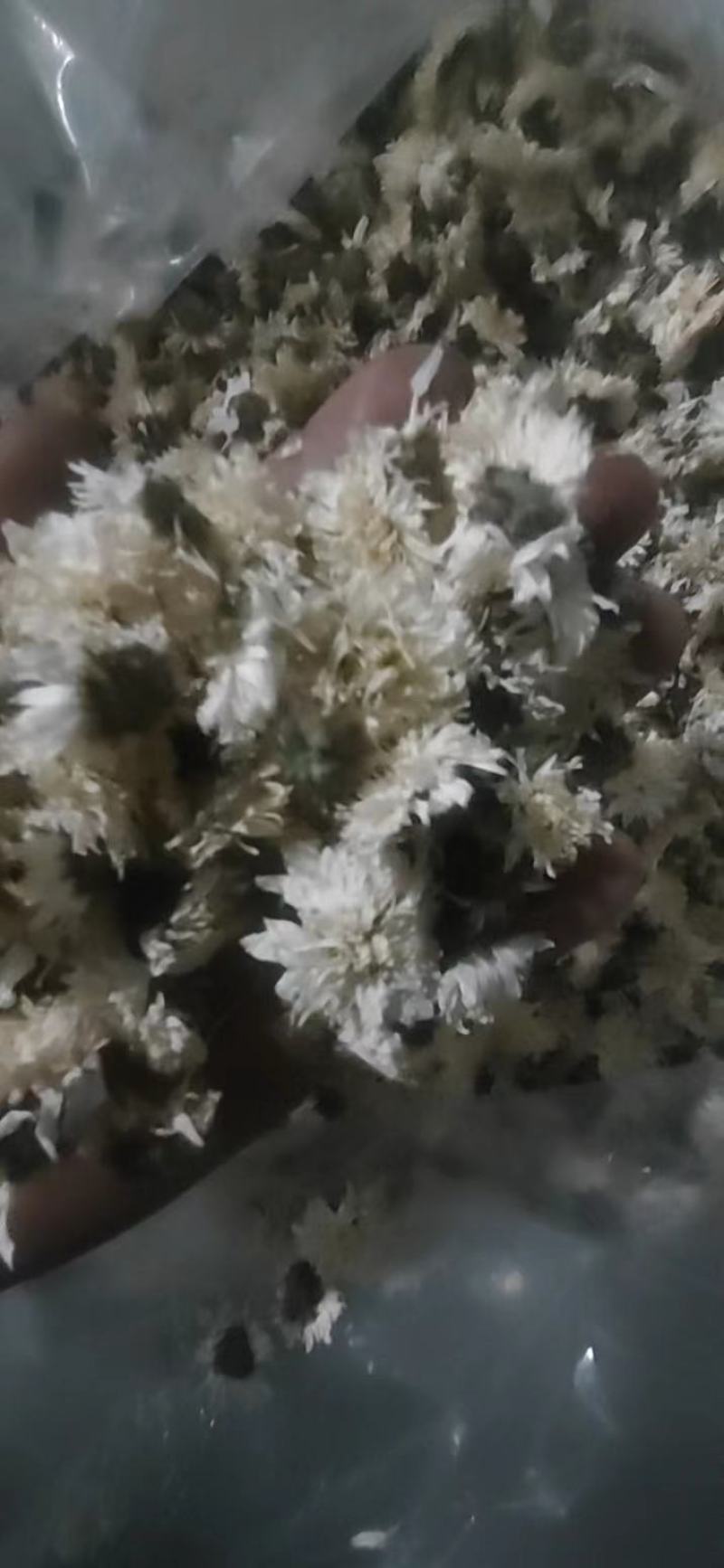 【可视频看货】黄山贡菊菊花茶大量供应全国发货