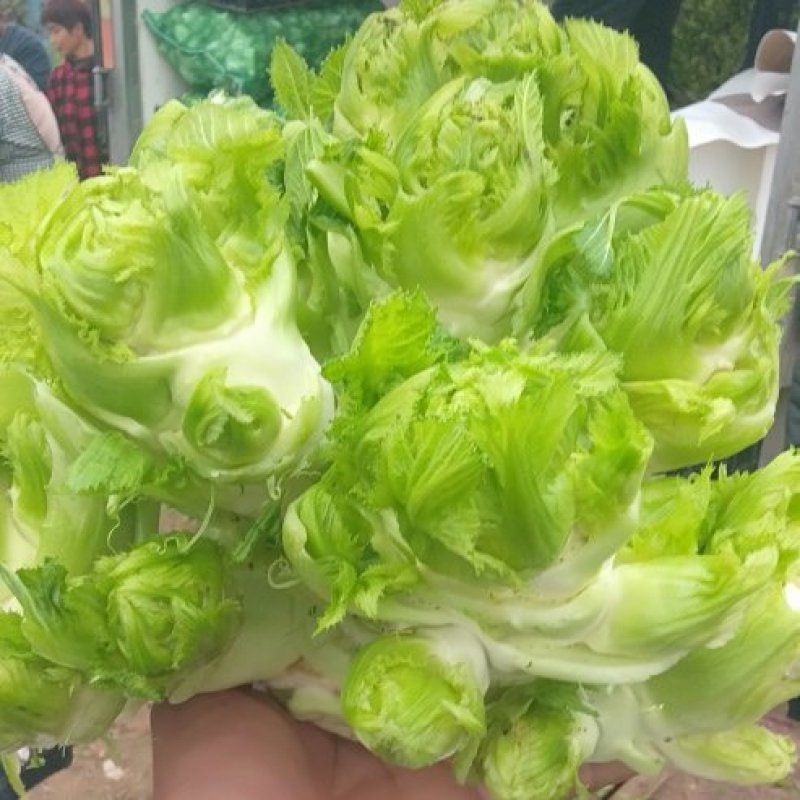正宗儿菜，鲜菜现货净菜，专业种植，精选上车，整车代发！