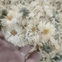 【一手货源】菊花茶北京菊朵花量大从优全国发货
