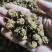 药材苗元胡种子延胡索苗玄胡苗阳台室内植物苗