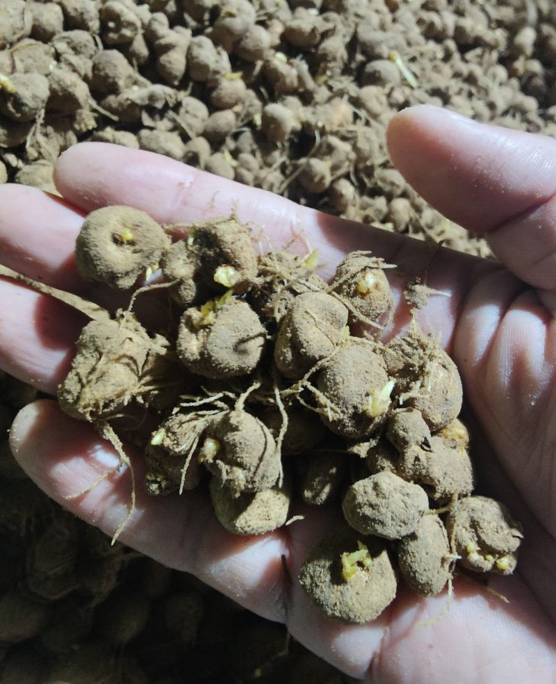 药材苗元胡种子延胡索苗玄胡苗阳台室内植物苗