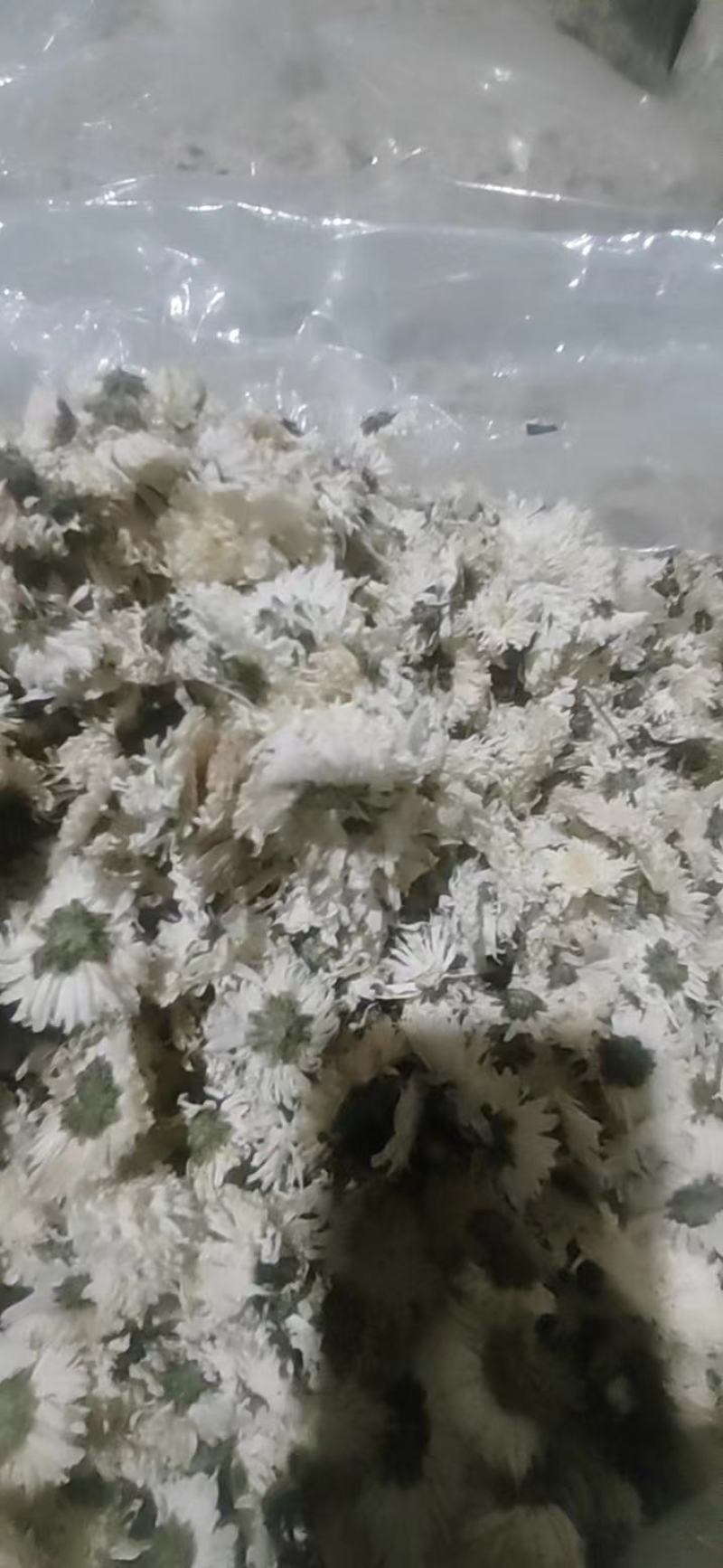 【荐】七月菊安徽菊花茶可视频看货