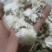 【荐】七月菊安徽菊花茶可视频看货