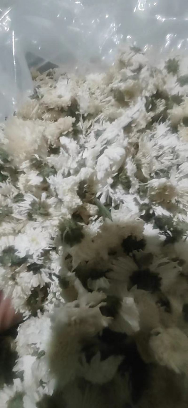 【荐】七月菊安徽菊花茶可视频看货