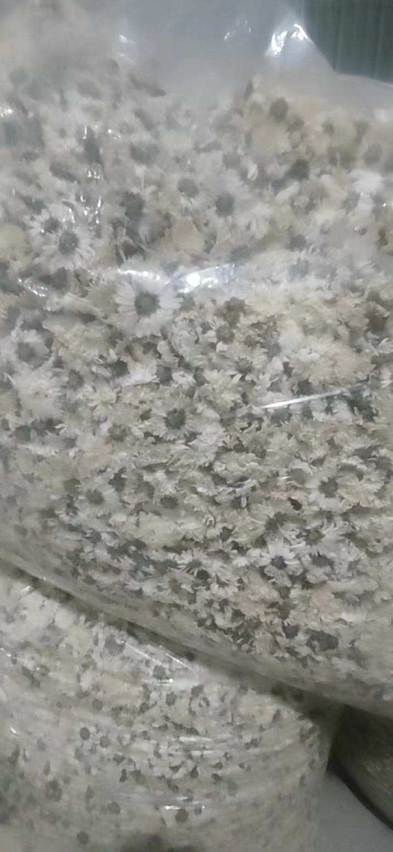 【荐】七月菊安徽菊花茶可视频看货