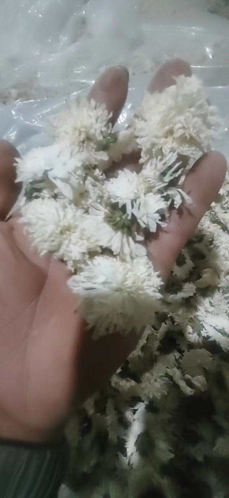 【荐】七月菊安徽菊花茶可视频看货
