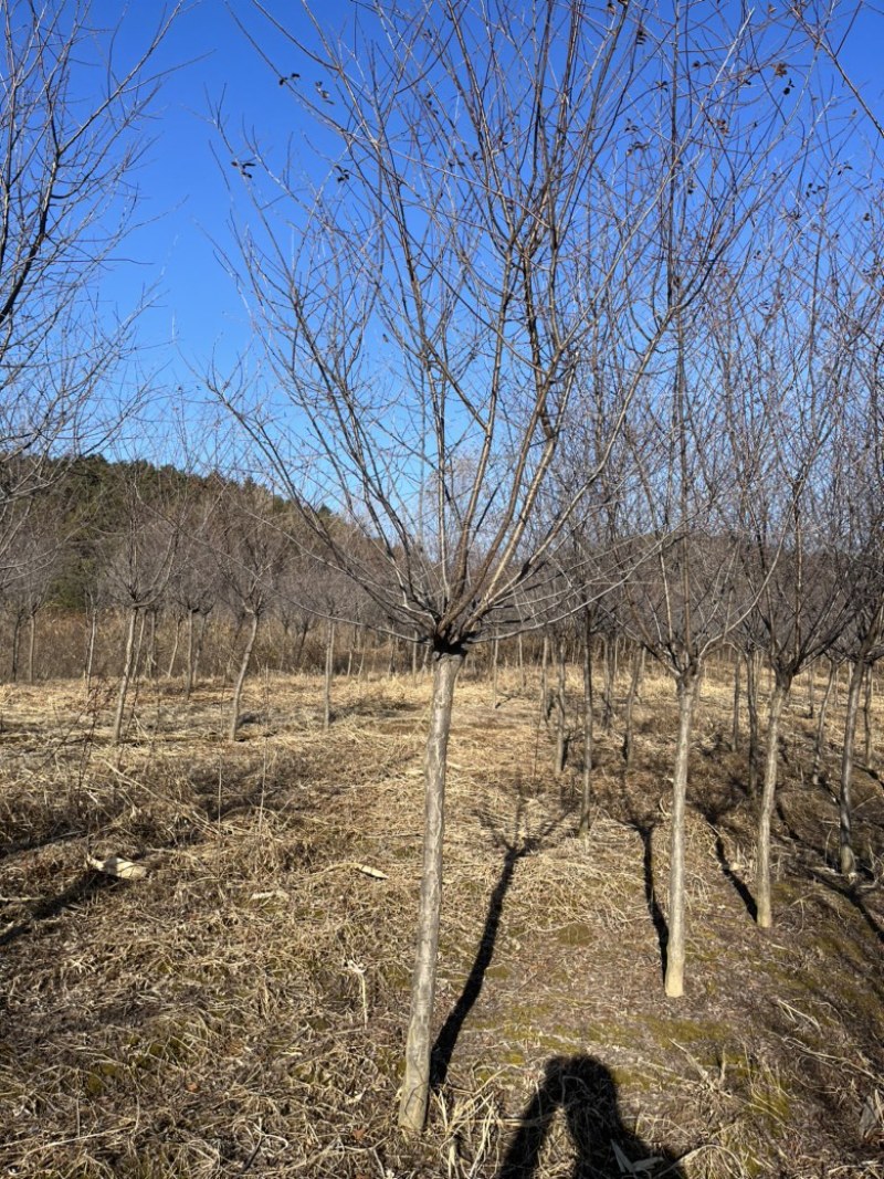 榆叶梅一级树分枝点一米五圃地直销