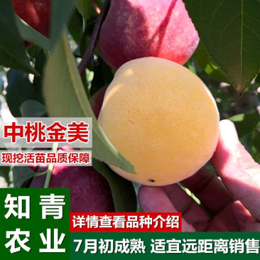中桃金美桃树苗嫁接苗包成活包结果支持技术指导可签合同