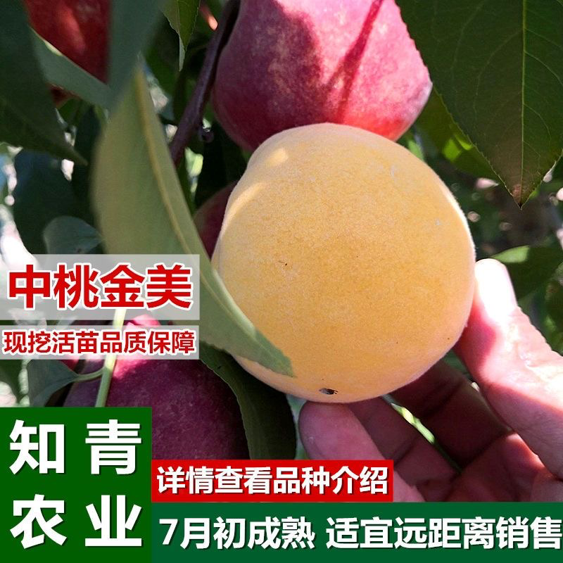 中桃金美桃树苗嫁接苗包成活包结果支持技术指导可签合同