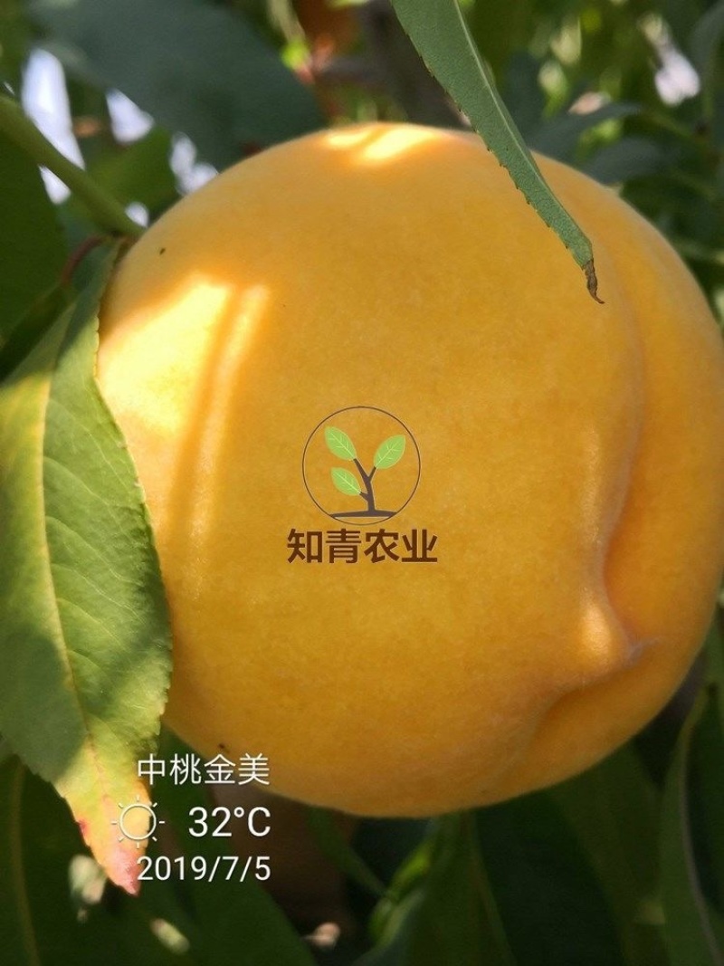 中桃金美桃树苗嫁接苗包成活包结果支持技术指导可签合同