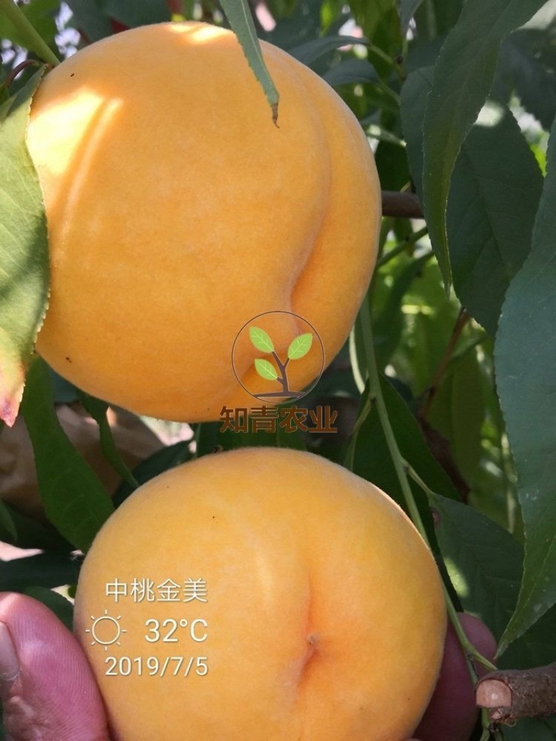 中桃金美桃树苗嫁接苗包成活包结果支持技术指导可签合同