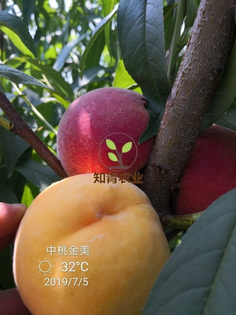 中桃金美桃树苗嫁接苗包成活包结果支持技术指导可签合同