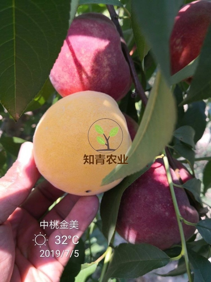 中桃金美桃树苗嫁接苗包成活包结果支持技术指导可签合同