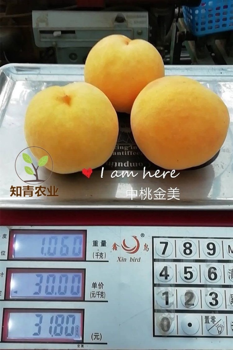 中桃金美桃树苗嫁接苗包成活包结果支持技术指导可签合同
