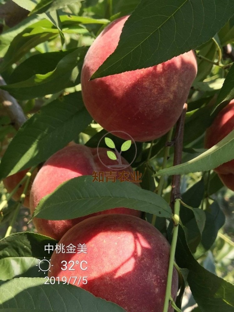 中桃金美桃树苗嫁接苗包成活包结果支持技术指导可签合同