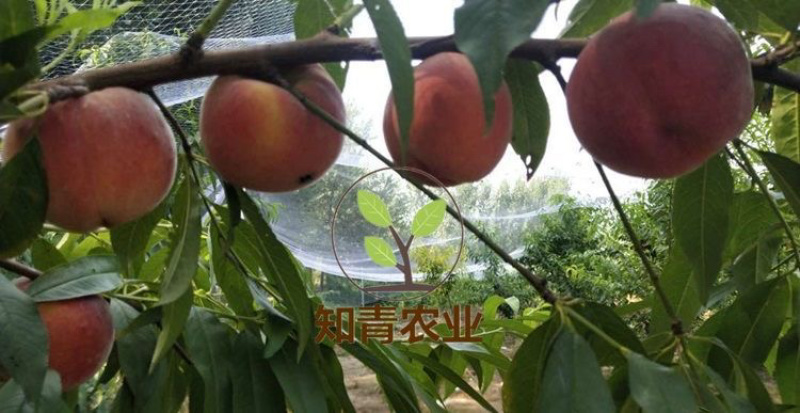 中桃金美桃树苗嫁接苗包成活包结果支持技术指导可签合同