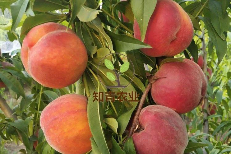 中桃金美桃树苗嫁接苗包成活包结果支持技术指导可签合同