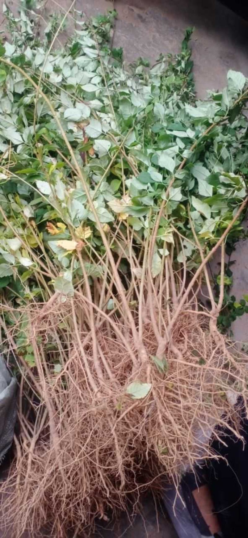 药用连翘苗5号高产大果耐寒耐旱山地种植