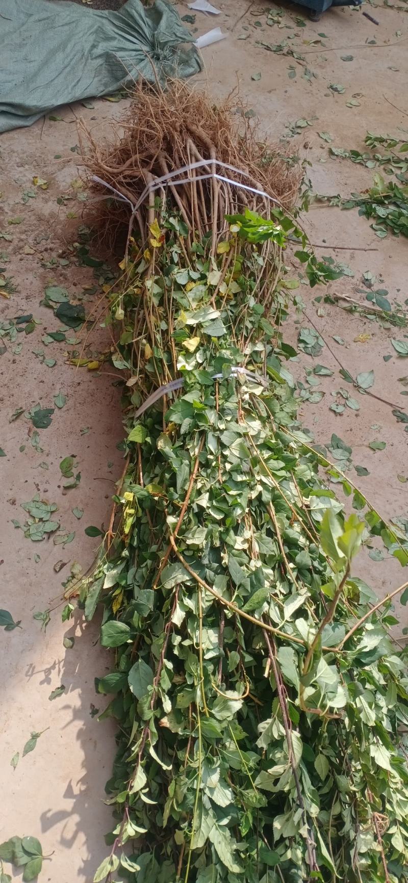 药用连翘苗5号高产大果耐寒耐旱山地种植