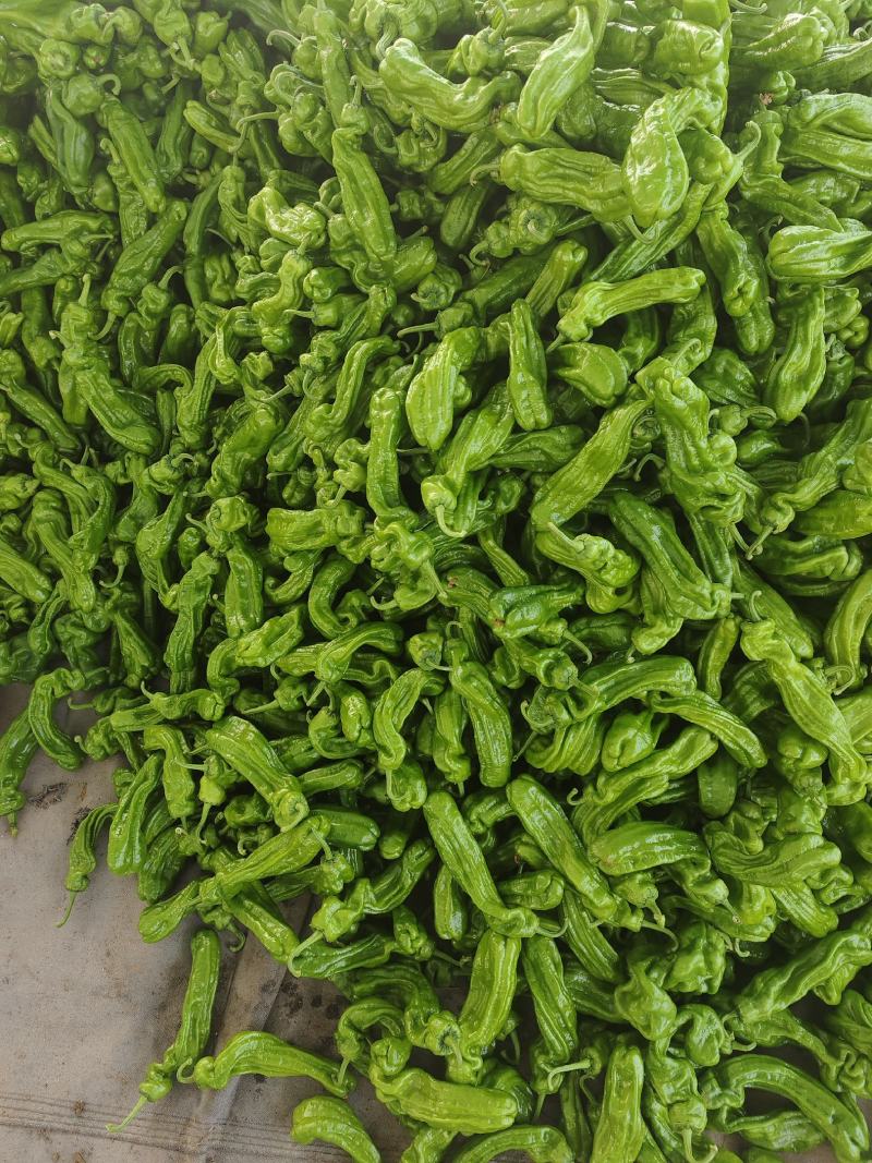 山东临沂费县薄皮砀椒芜湖椒量大，可对接各大商超市场及电商