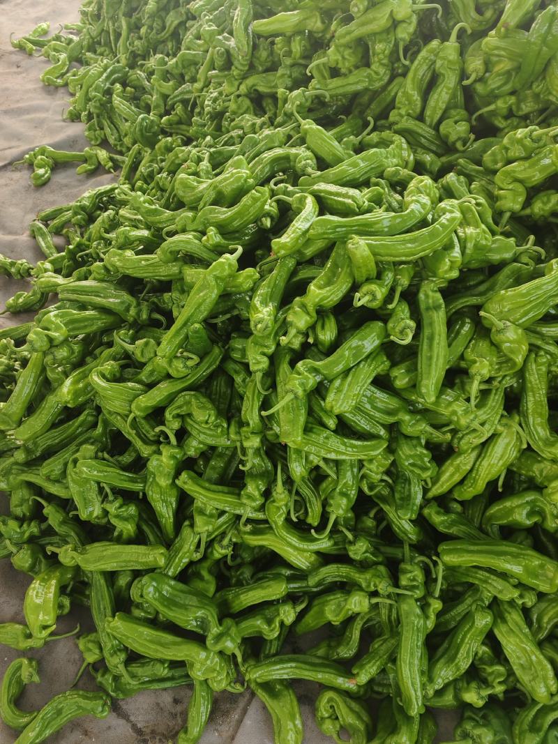 山东临沂费县薄皮砀椒芜湖椒量大，可对接各大商超市场及电商