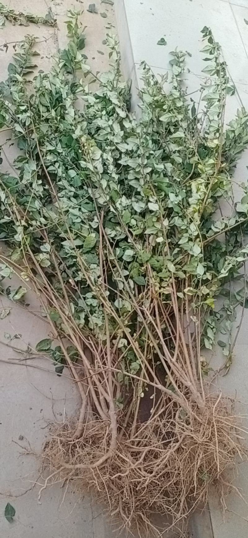 药用连翘苗5号高产大果耐寒耐旱山地种植
