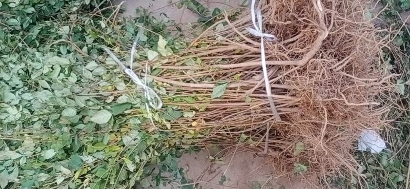 药用连翘苗5号高产大果耐寒耐旱山地种植