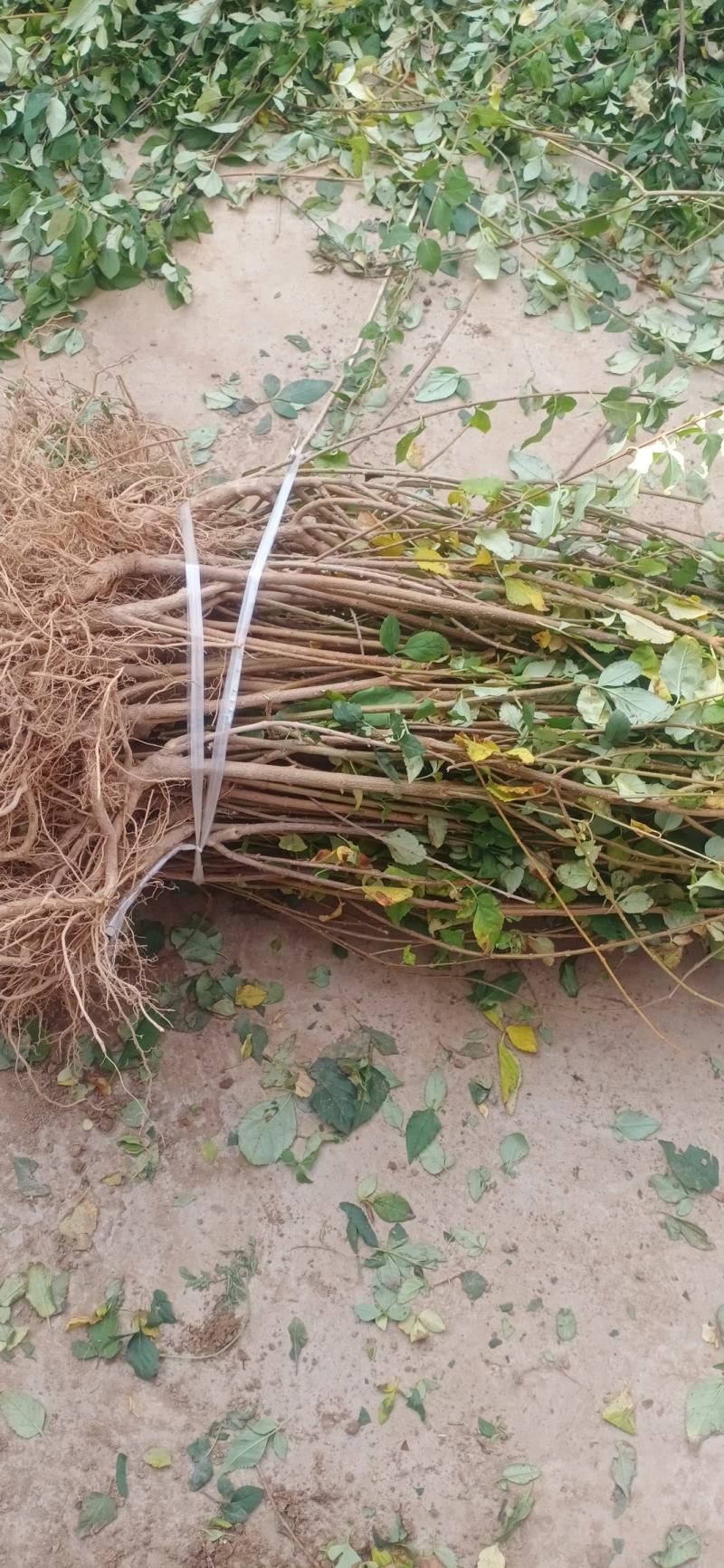 药用连翘苗5号高产大果耐寒耐旱山地种植