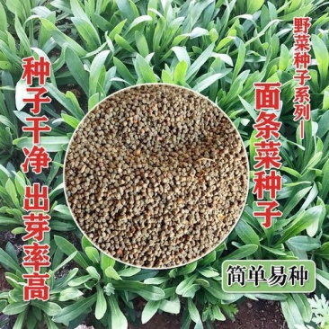 面条菜种子四季播春秋露地秋冬季保健蔬菜野菜籽春季四籽种孑