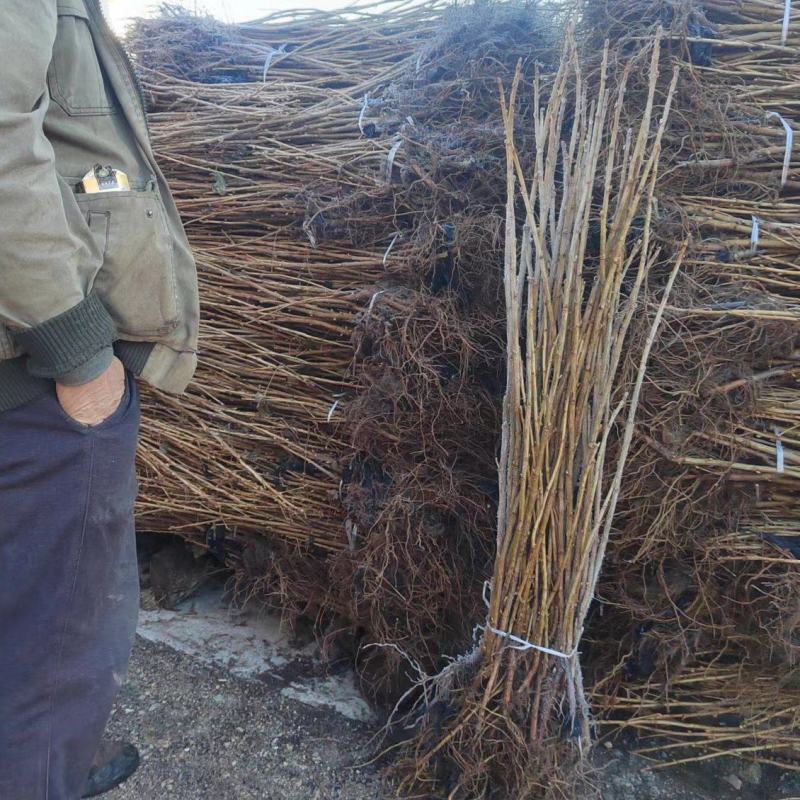 黑加仑苗树葡萄苗南北方种植盆栽地栽果树苗