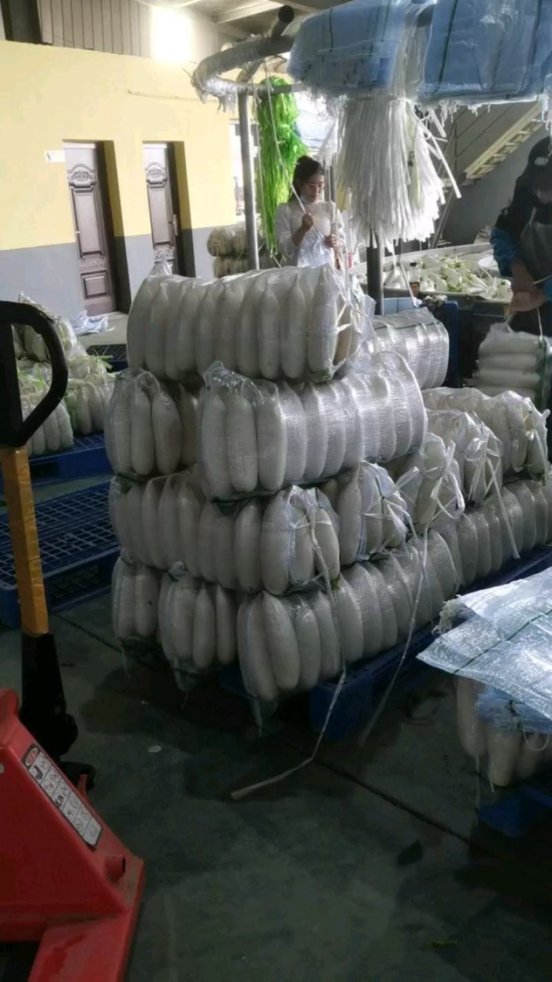 优质白萝卜湖北冬季萝卜品质好货源充足支持电商商超发货