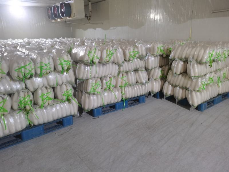 优质白萝卜湖北冬季萝卜品质好货源充足支持电商商超发货