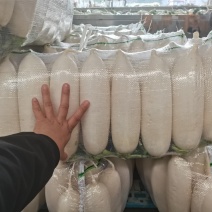 优质白萝卜湖北冬季萝卜品质好货源充足支持电商商超发货
