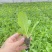 小型娃娃菜品种株型紧凑外叶直立单球重1.2-1.5公斤